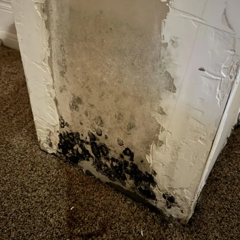 Professional Mold Removal in Vandalia, MO